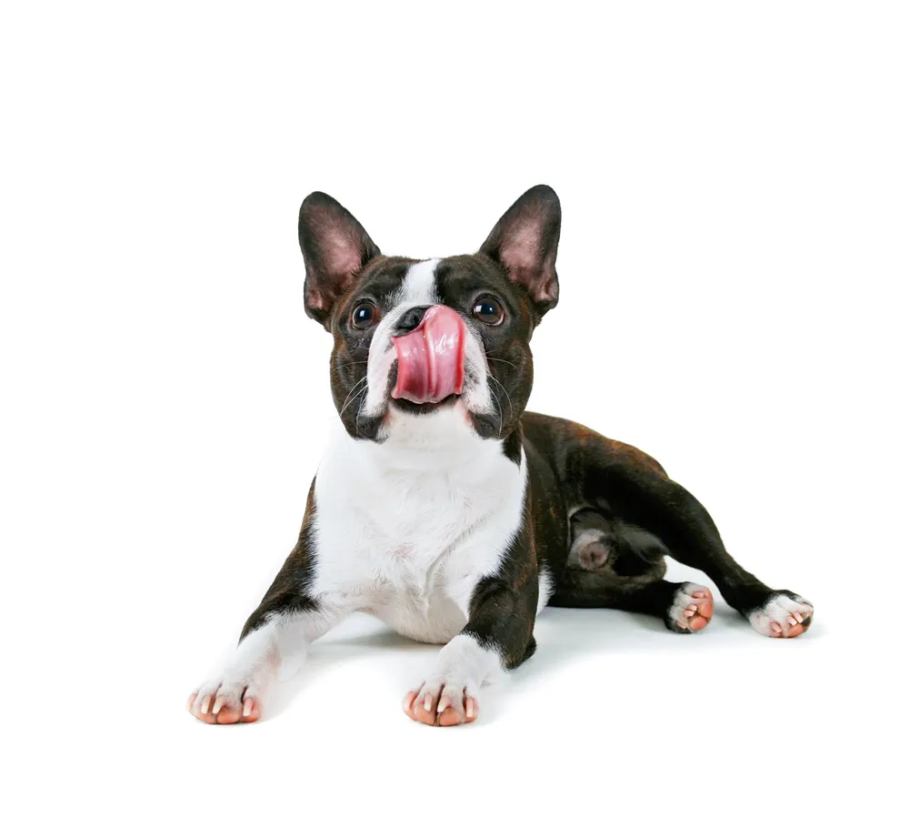 Dogs Dogs