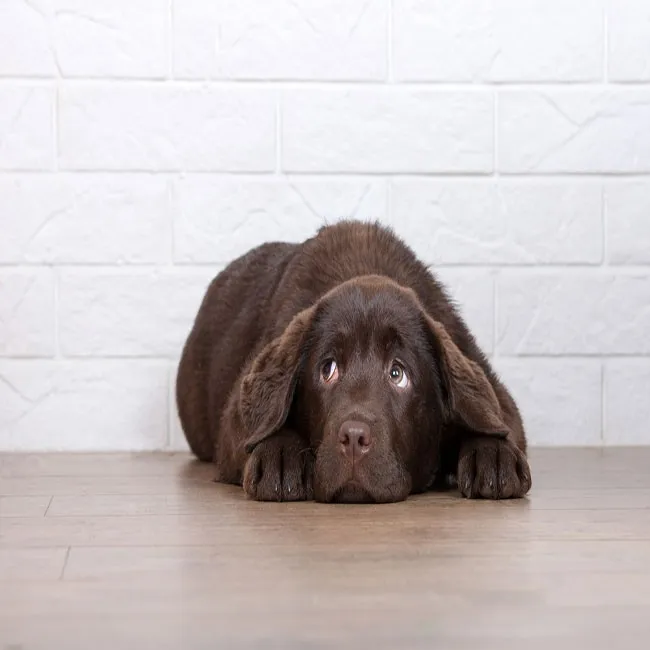 10 manifestations de stress chez le chien