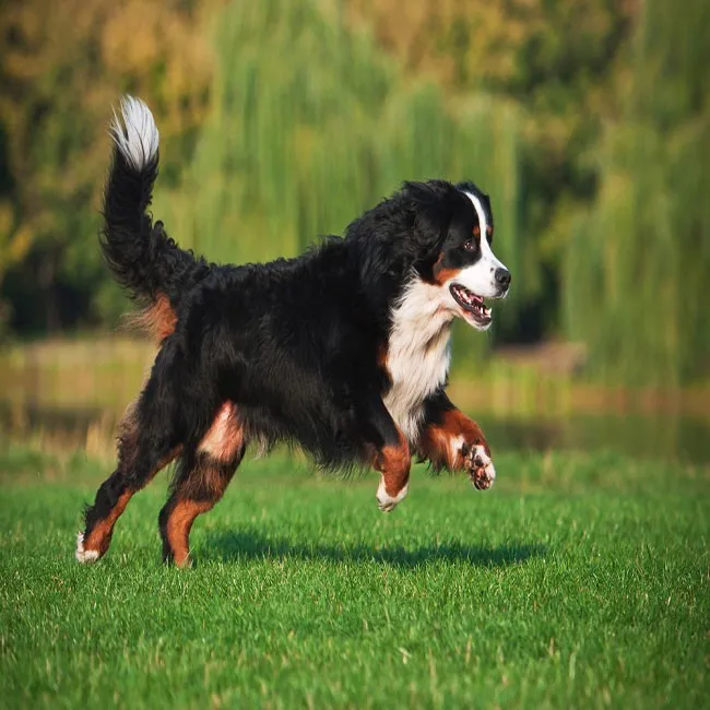 5 façons de renforcer les os de votre chien