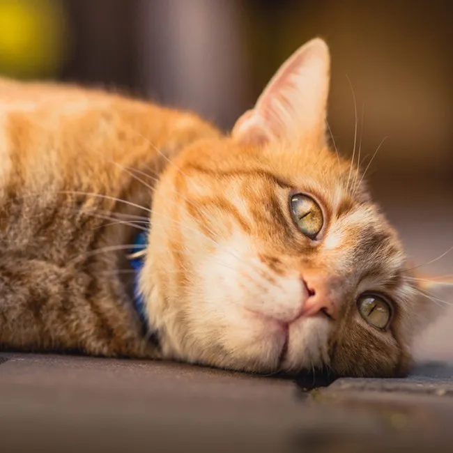 L'arthrite chez les chats